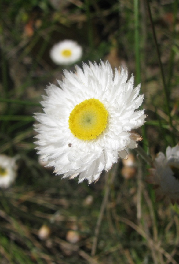 Chrysocephalum baxteri